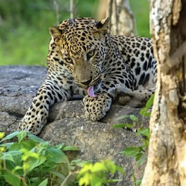 Leopard